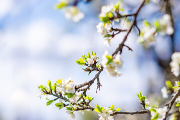Fototapeta premium Beautiful spring background. A blooming branch with white flowers on a blue sky background.