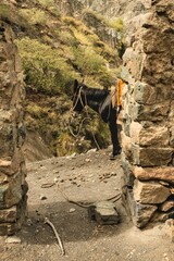 pack mules in the andes. animals for transportation in the highlands. 