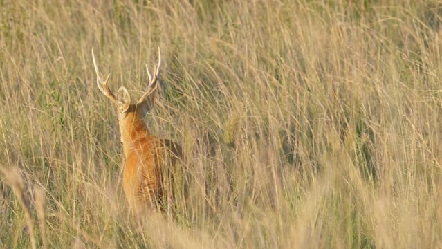 Wild hidden marsh deer, blastocerus dichotomus camouflage in dense wild rye, walking away in slow motion at ibera wetlands, pantanal biosphere reserve, brazil.