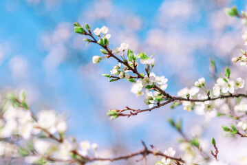 Beautiful spring background. A blooming branch with white flowers on a blue sky background with space for text