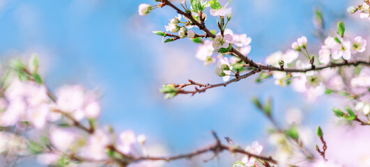 Spring banner. A blooming branch with white flowers on a blue sky background with space for text