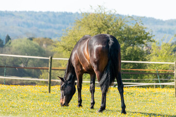 A close up view of a bay horse grazing in a open filed with green grass and hay. 