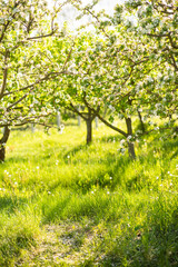 Blooming spring garden on a sunny day