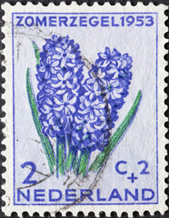 Netherlands - circa 1953: a postage stamp from the Netherlands , showing blooming flower: Common...