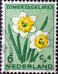 Netherlands - circa 1953: a postage stamp from the Netherlands , showing blooming flower: Wild...