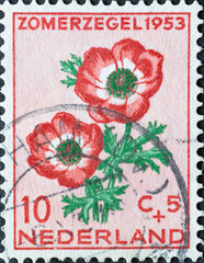 Netherlands - circa 1953: a postage stamp from the Netherlands , showing blooming flower: Spanish Marigold (Anemone coronaria)