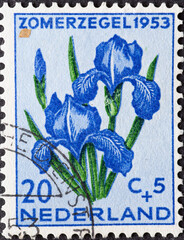 Netherlands - circa 1953: a postage stamp from the Netherlands , showing blooming flower: German Iris (Iris germanica)