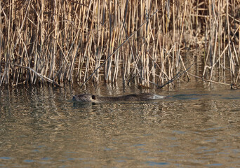 coypu for fur rodent swimming