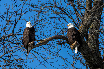 A pair of bald eagles sitting on the shores of Lake Michigan