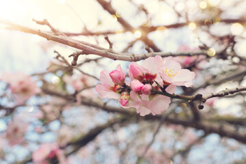 background of spring cherry blossoms tree. selective focus