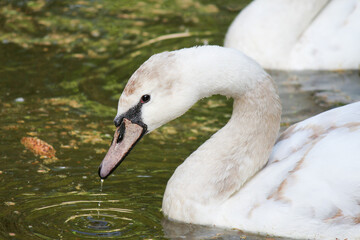 Obraz premium White swan close-up. Soft focus.