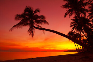 Naklejka na ściany i meble Tropical beach with coconut palm tree silhouette at vivid warm sunset