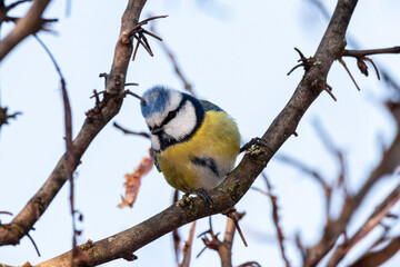 Eurasian Blue Tit perched on a tree branch