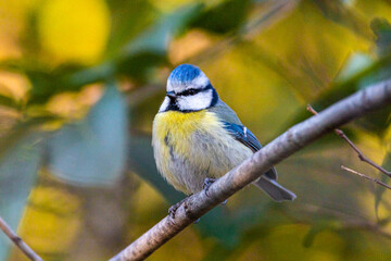 Fototapeta premium Eurasian Blue Tit perched on a tree branch
