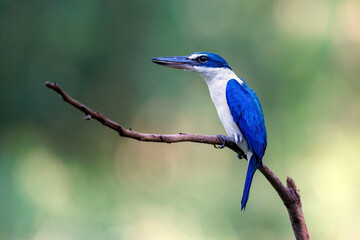 Birds that are blue and white, beautiful in nature Collared Kingfisher