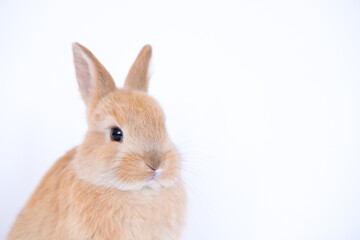 pet rabbits isolated on white background