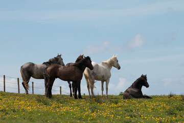 Wild horses on top of the Cliffs of Moher in Ireland standing and relaxing in a green field with yellow flowers