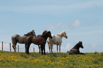 Obraz premium Wild horses on top of the Cliffs of Moher in Ireland standing and relaxing in a green field with yellow flowers