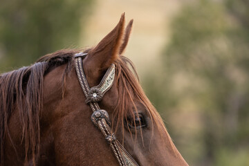 Western Tack Details