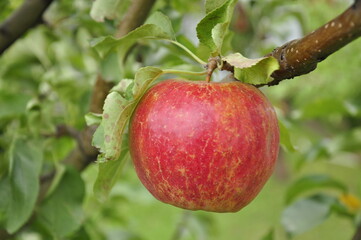 Apples in the garden on a branch 