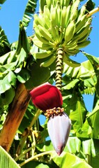 Banana flower 'Jard&iacute;n Bot&aacute;nico - Hist&oacute;rico La Concepci&oacute;n'