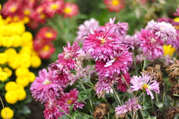 Flowers garden chrysanthemums. Chrysanthemums in the garden. 