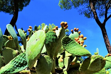 Ficus in 'Jard&iacute;n Bot&aacute;nico - Hist&oacute;rico La Concepci&oacute;n'