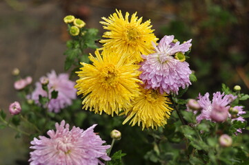 Flowers garden chrysanthemums. Chrysanthemums in the garden. 