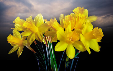 Welsh yellow Daffodils