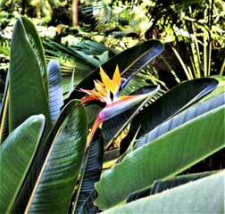 Sterilizia flower in 'Jard&iacute;n Bot&aacute;nico - Hist&oacute;rico La Concepci&oacute;n'