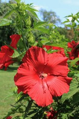 Close up of a red hibiscus flower in flower garden.