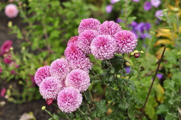 Flowers garden chrysanthemums. Chrysanthemums in the garden. 