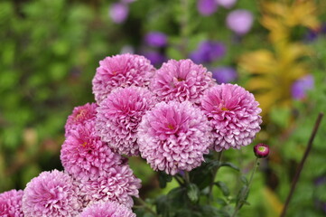 Flowers garden chrysanthemums. Chrysanthemums in the garden. 