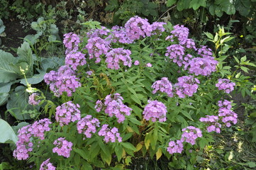 Fototapeta premium Garden flowers are blooming. Blooming flowers and plants. 