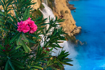 purple oleander flower on a rock against the backdrop of a large waterfall