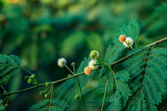 flowers of thorny acacia on a blurred natural background