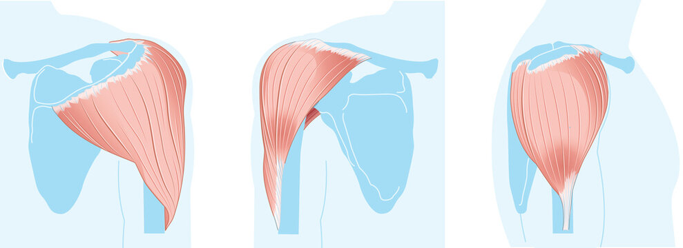 Deltoid Muscle. Shoulder Anatomy. Blue Version