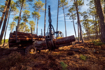 Fototapeta na wymiar porter or forwarder collecting pine trunks for storage