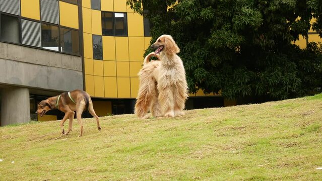 A Dog with a Thick, Fine, Silky Coat and a Tail with a Ring-Shaped Curl at the end Known as the Afghan Hound is Playing with a Mix Mongrel Dog in a Garden in Medellin, Colombia
