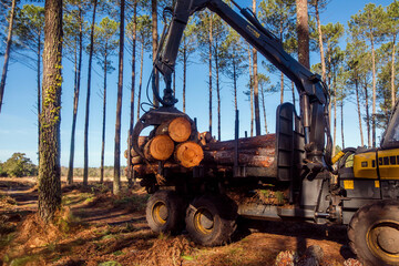 porter or forwarder collecting pine trunks for storage - 490117221
