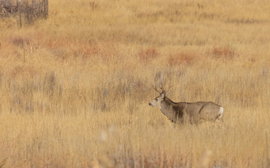 Mule Deer Buck During the Rut in Autumn in Colorado