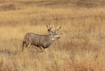 Naklejka na ściany i meble Mule Deer Buck During the Rut in Autumn in Colorado