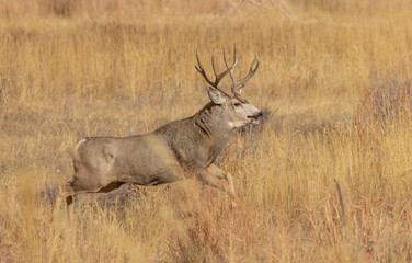Naklejka na ściany i meble Mule Deer Buck During the Rut in Autumn in Colorado