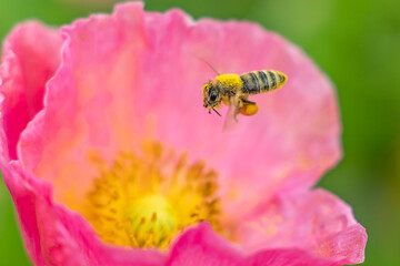 Honey Bee covered in pollen flying over pink flower