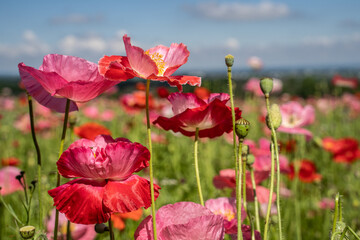 Naklejka premium Red and pink poppies in wildflower meadow