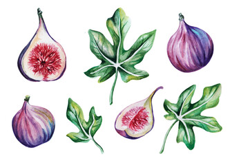 Set of watercolor figs. watercolor floral elements