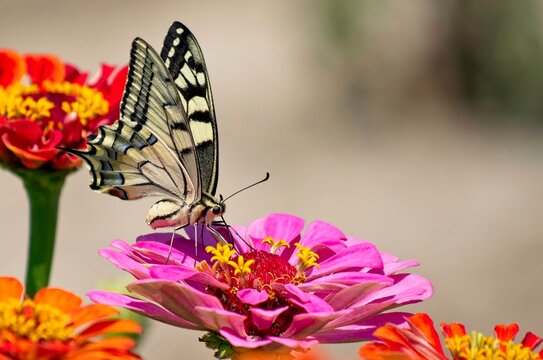 Yellow and black Swallowtail butterfly on a flower