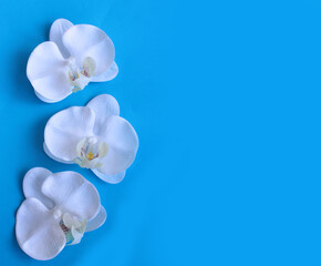 Fototapeta na wymiar White orchids on a blue background. Delicate floral arrangement. Background for a greeting card.