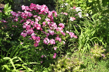 Blooming rose flowers. Roses in the garden. 