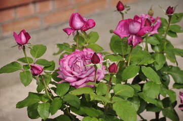 Blooming rose flowers. Roses in the garden. 